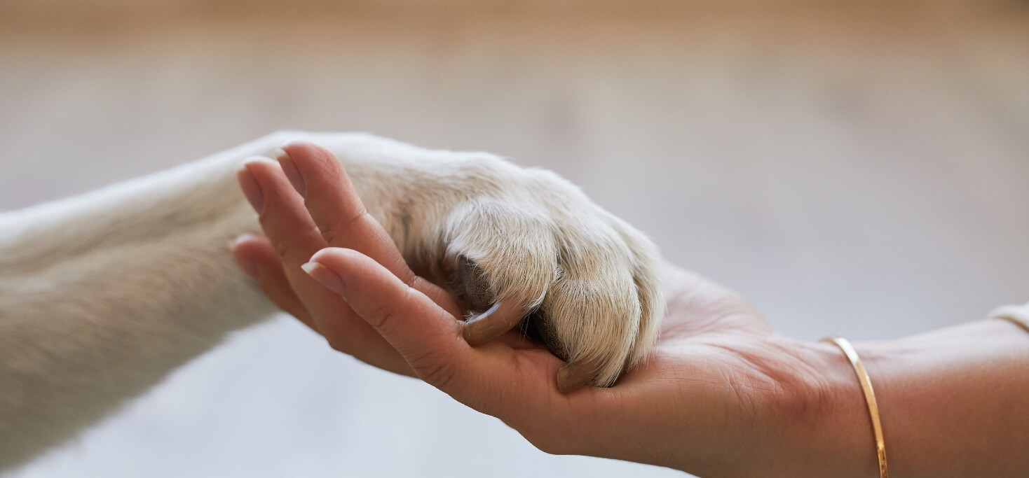 Celebrate National Pet Day with HugSmart
