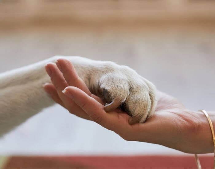 Celebrate National Pet Day with HugSmart